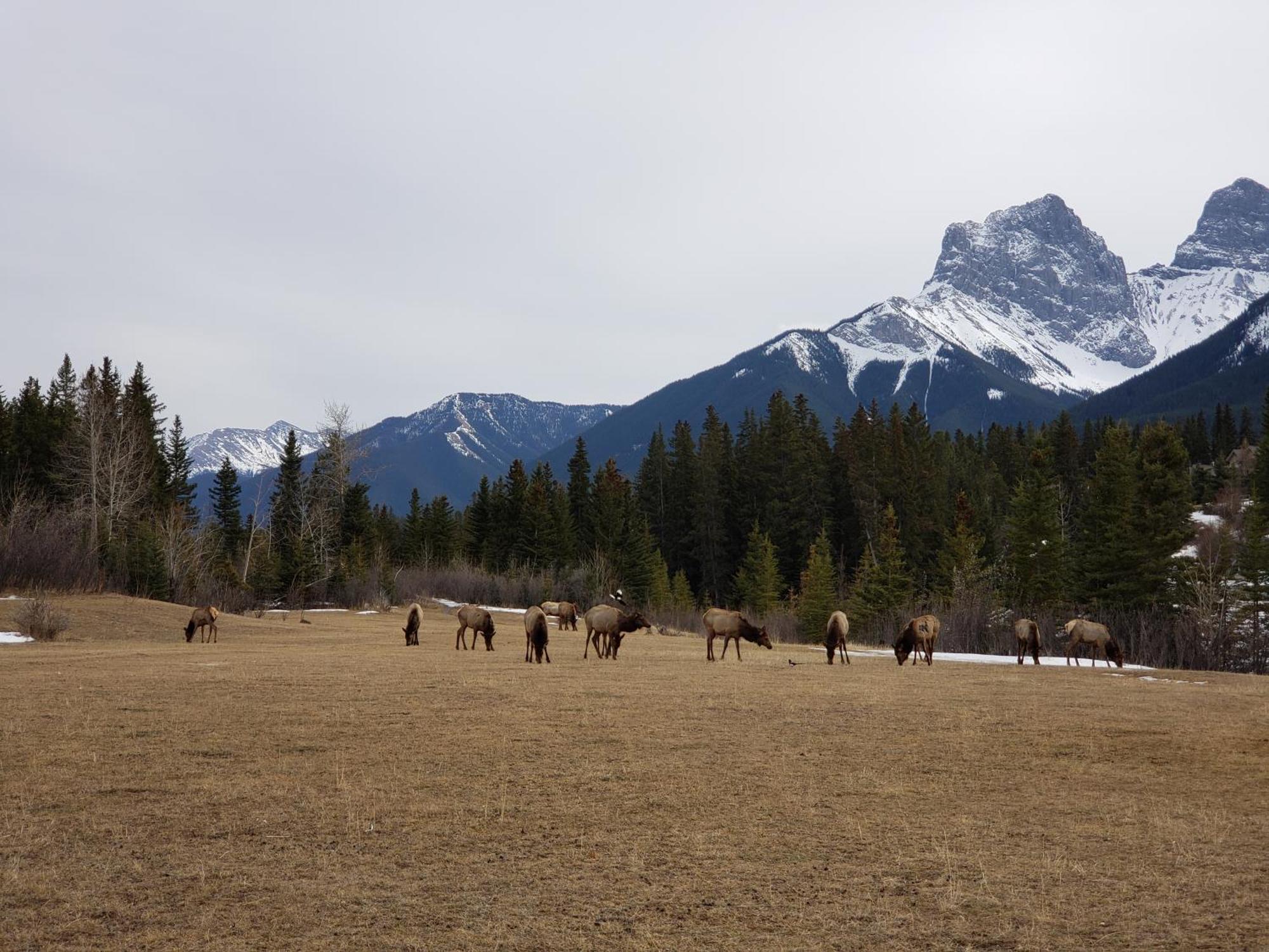 Enchanted Mountain Getaway Canmore Zewnętrze zdjęcie